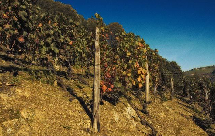 Fiesta de la Vendimia del Vino de Calidad de Cangas