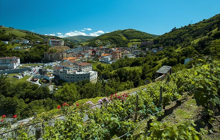 Viñedo y vista de Cangas del Narcea
