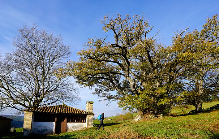 Carbayón de Valentín
