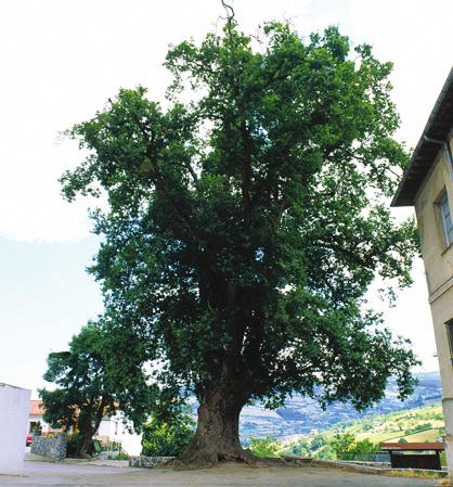 Carbayón de Lavandera