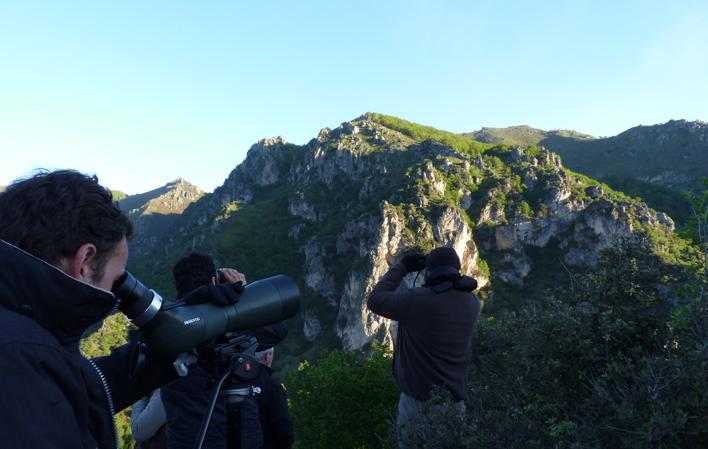 Ir a Imagen Birdwatch Asturias