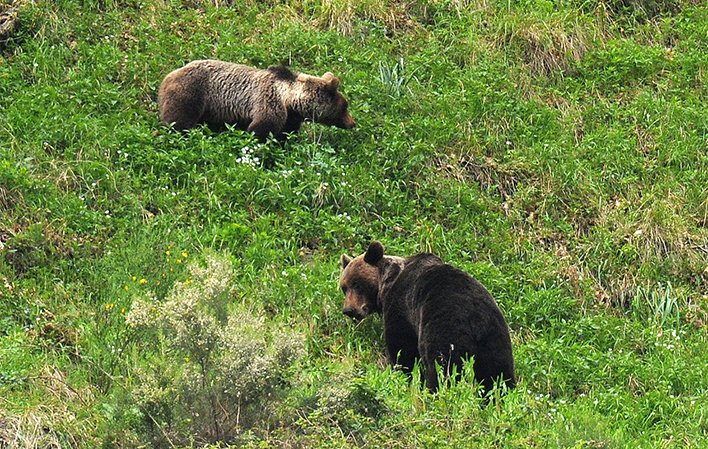 Observación de flora y fauna