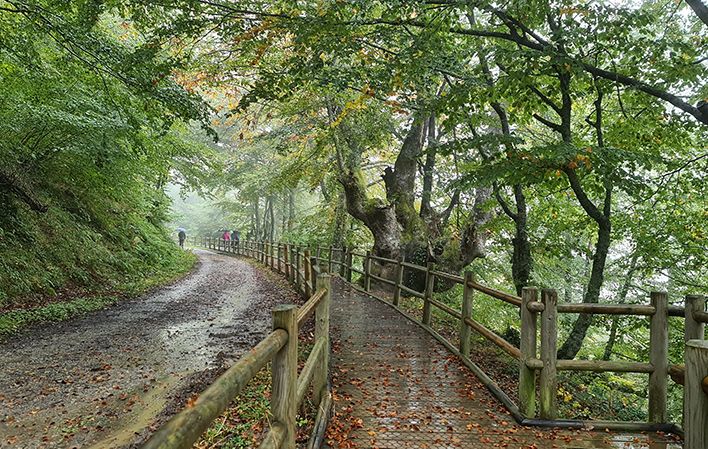 Ruta Hayedo de Montegrande y Cascada del Xiblu