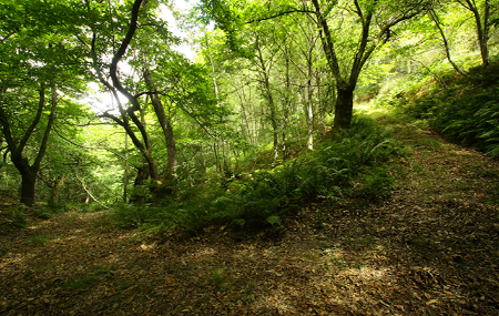 Ruta de A Paicega - Pesoz
