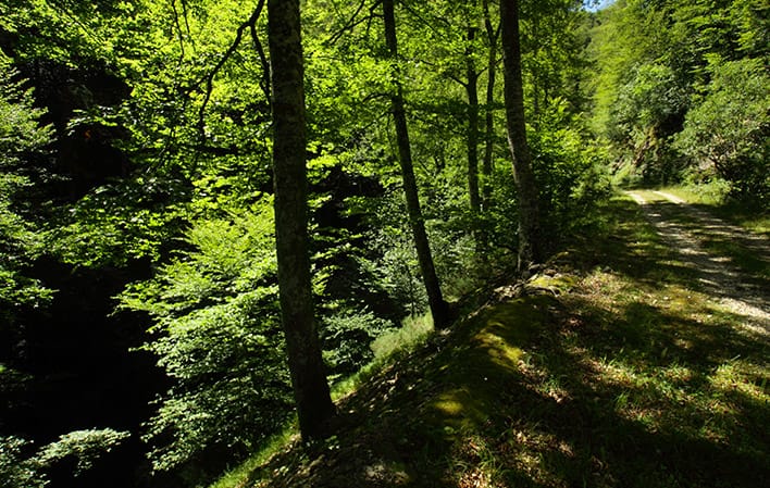 Ir a Imagen Ruta Bosques de Valgandre