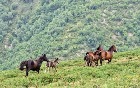 Caballos en el Alto del Palo - Pola de Allande