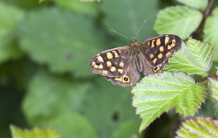 Mariposas de Somiedo