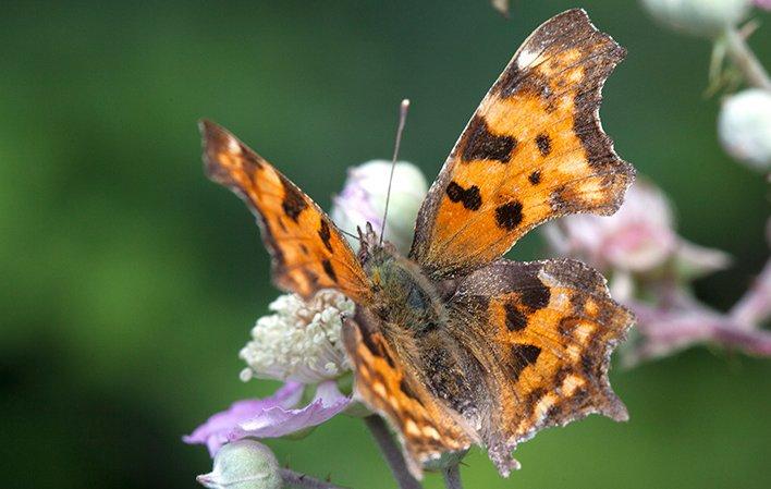 Ir a Imagen Mariposas de Somiedo