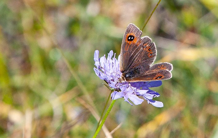 Mariposas de Somiedo