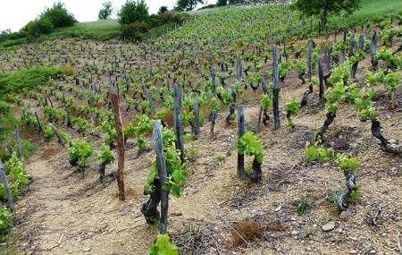 Imagen Bodegas Monasterio de Corias